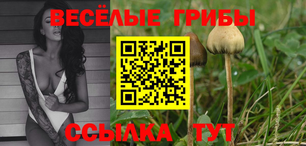 Галлюциногенные грибы Cubensis Прохладный