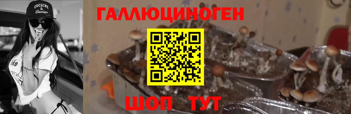 Прохладный  Псилоцибиновые грибы MAGIC MUSHROOMS  Вход с VPN 